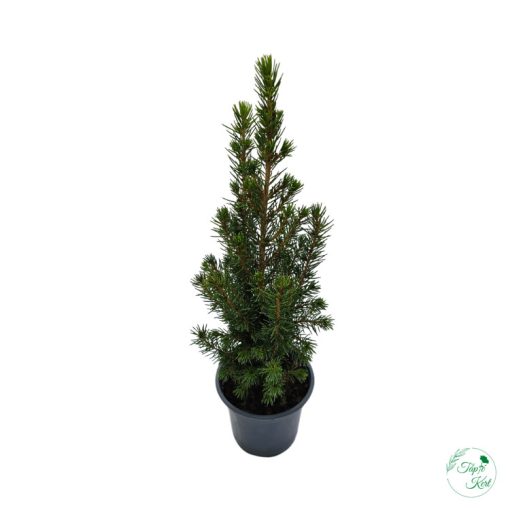 Picea  (Lucfenyő)