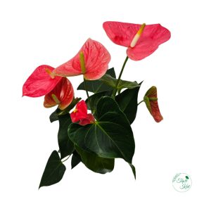 Flamingóvirág - Rózsaszín