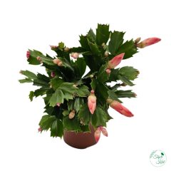 Karácsonyi kaktusz (Schlumbergera)