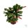 Karácsonyi kaktusz (Schlumbergera)