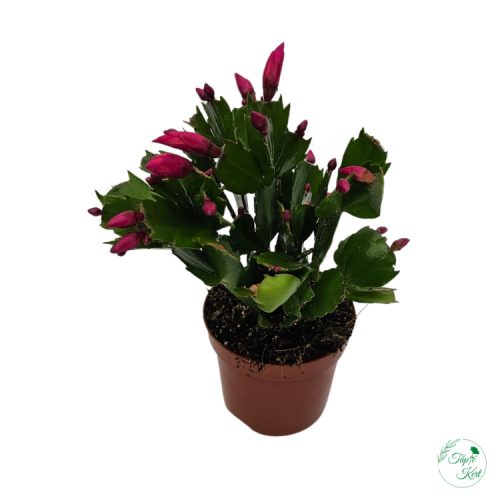 Karácsonyi kaktusz (Schlumbergera)