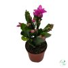 Karácsonyi kaktusz (Schlumbergera)