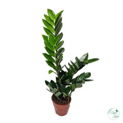 AGGLEGÉNYPÁLMA (ZAMIOCULCAS) 12 cm-es cserépben