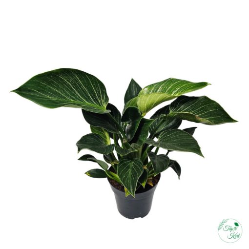 Philodendron Birkin