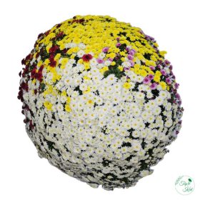 Krizantém extra 35 cm-es cserépben