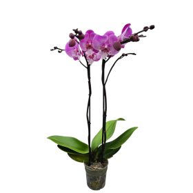 Orchidea (Phalaenopsis)
