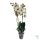 ORCHIDEA (PHALAENOPSIS)