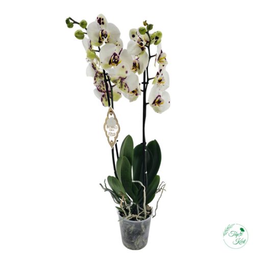 ORCHIDEA (PHALAENOPSIS)