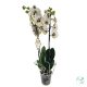 ORCHIDEA (PHALAENOPSIS)