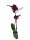 Orchidea (Phalaenopsis)