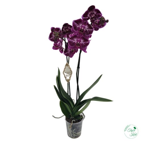 ORCHIDEA (PHALAENOPSIS)