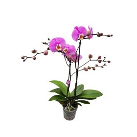Orchidea (Phalaneopsis BO Funda)