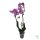 ORCHIDEA (PHALAENOPSIS)