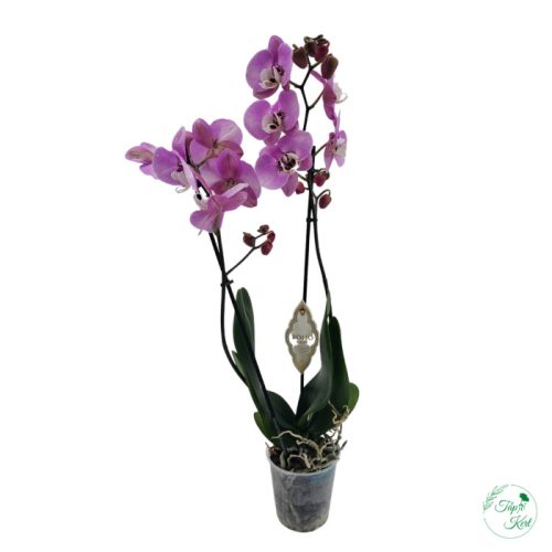 ORCHIDEA (PHALAENOPSIS)