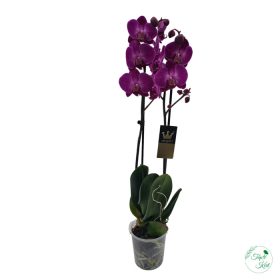ORCHIDEA (PHALAENOPSIS)