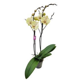 Orchidea (Phalaenopsis)