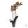 ORCHIDEA (PHALAENOPSIS)