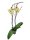 Orchidea (Phalaenopsis)