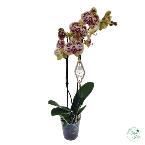 ORCHIDEA (PHALAENOPSIS)
