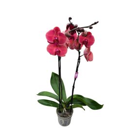 Orchidea (Phalaenopsis)