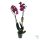 ORCHIDEA (PHALAENOPSIS)