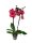 Orchidea (Phalaenopsis)