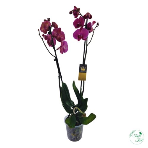ORCHIDEA (PHALAENOPSIS)
