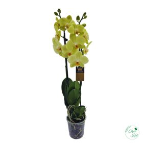 ORCHIDEA (PHALAENOPSIS)