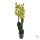 ORCHIDEA (PHALAENOPSIS)
