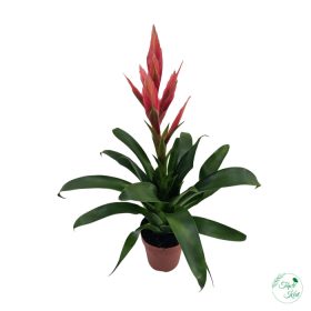 Vriesea (Pikkelyvirág)