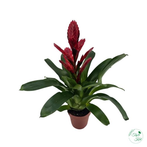 Vriesea (Pikkelyvirág)