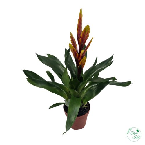 Vriesea (Pikkelyvirág)