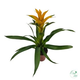 Guzmania Sunnytime (Bromélia)