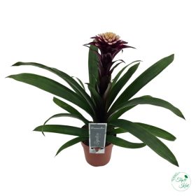 Guzmania Francesca (Bromélia)