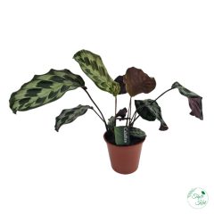 Calathea