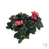 Azalea
