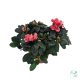 Azalea