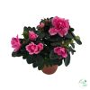 Azalea