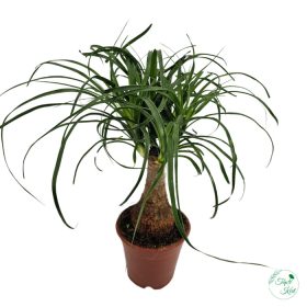 Elefántláb (Nolina recurvata)