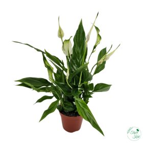 Vitorlavirág (Spathiphyllum)