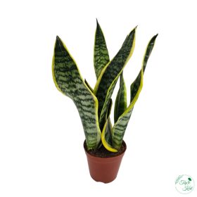Anyósnyelv (Sansevieria laurentii) 