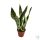 Anyósnyelv (Sansevieria laurentii) 