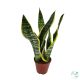 Anyósnyelv (Sansevieria laurentii) 