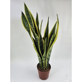 Anyósnyelv (Sansevieria laurentii) 