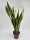 Anyósnyelv (Sansevieria laurentii) 