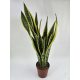 Anyósnyelv (Sansevieria laurentii) 