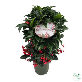 Csipkés Csúcsvirág (Ardisia Crenata)