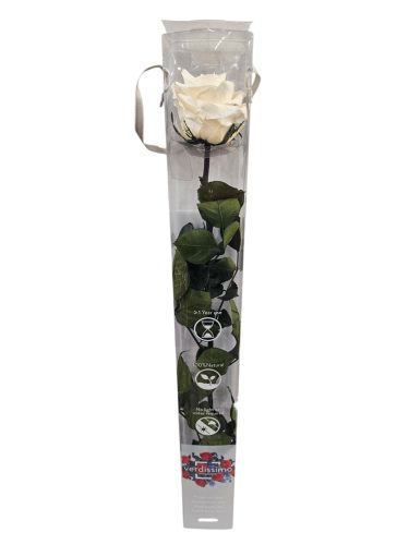 Szálas Örökrózsa - 50 cm