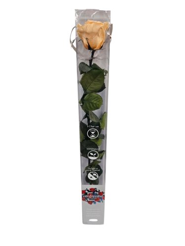 Szálas Örökrózsa - 50 cm