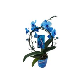 Orchidea Blue (Kör)